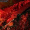 All Gods critters have knives